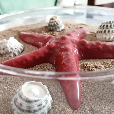 Casa Amaranto Lejlighed Terrasini Eksteriør billede